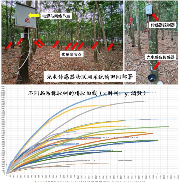 “橡膠樹種質(zhì)資源精準(zhǔn)評價與基因發(fā)掘”現(xiàn)場展示會（二）.jpg