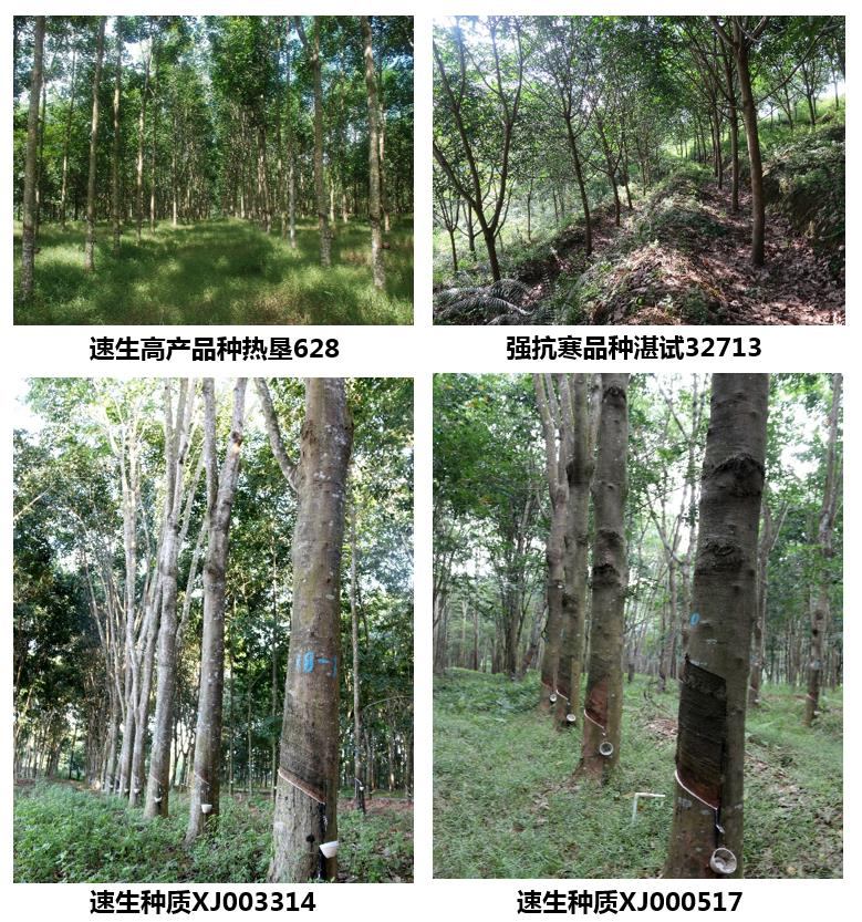 優(yōu)勢橡膠樹新品種、新種質和新型種植材料