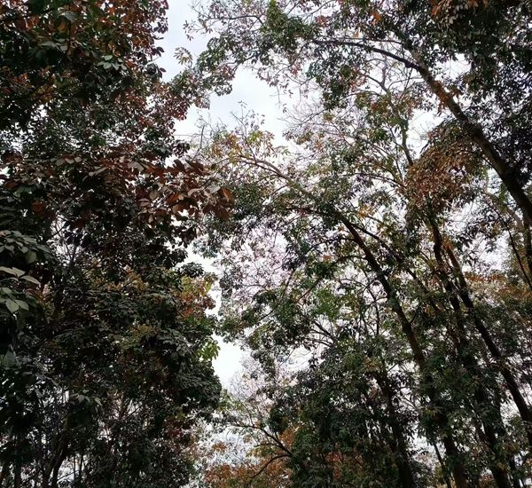 月上旬橡膠樹(shù)物候、病蟲(chóng)情監(jiān)測(cè)（三）.jpg