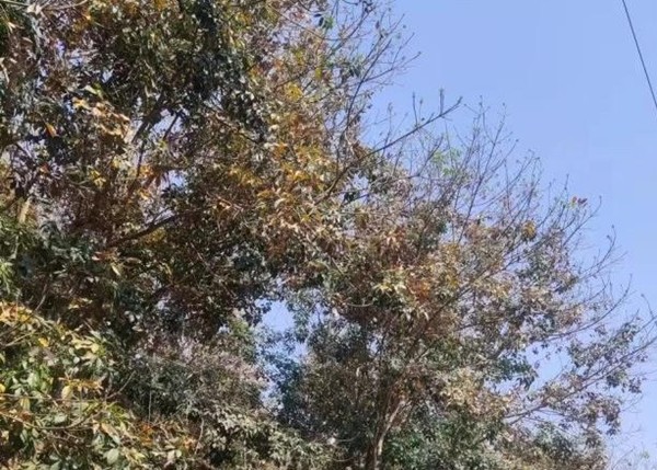 橡膠樹物候、病蟲情（三）.jpg