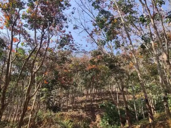橡膠樹物候、病蟲情（二）.jpg