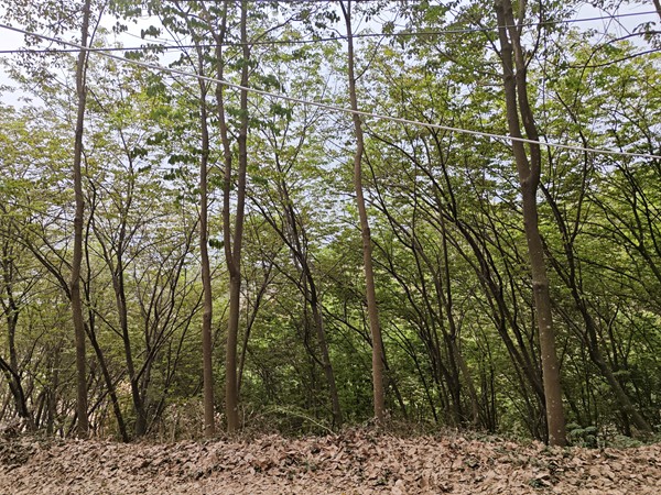 橡膠樹物候、病蟲情（一）.jpg