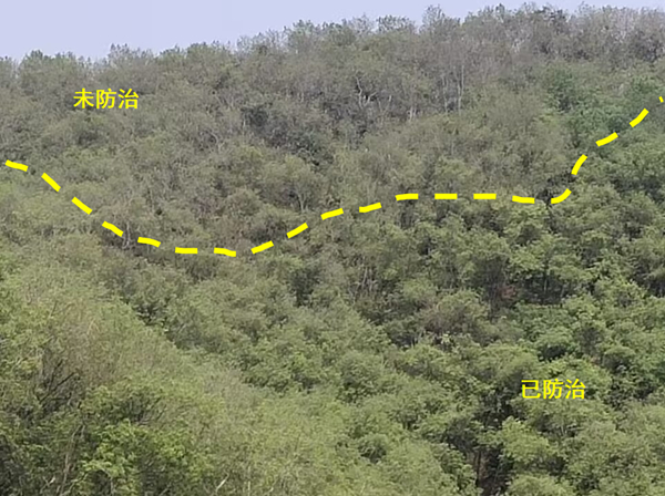 橡膠樹物候、病蟲情六.jpg