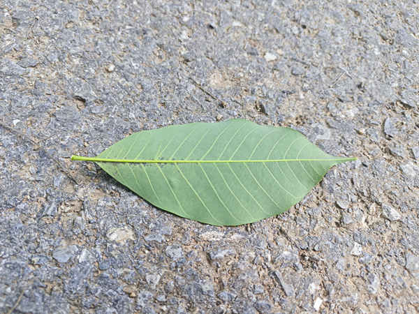 橡膠樹高溫干旱天氣蟲（螨）害 (1).png