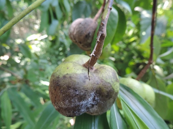 橡膠樹(shù)四.jpg