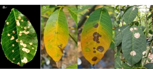 橡膠樹新發(fā)病害擬盤多毛孢葉斑病的報(bào)道與預(yù)警