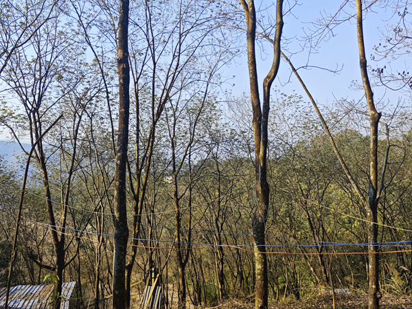 西雙版納地區(qū)（景洪）橡膠樹(shù)物候.png