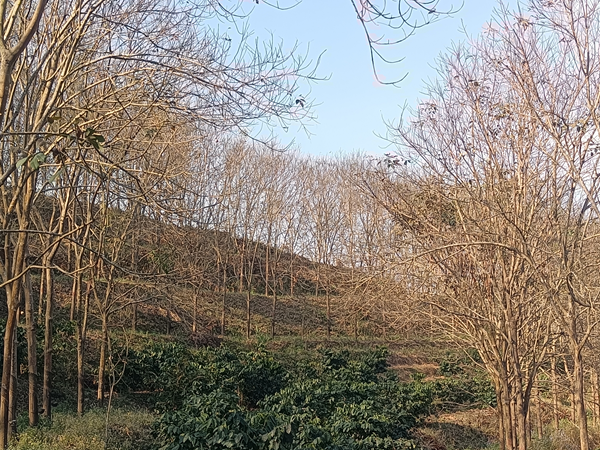 德宏地區(qū)（瑞麗）橡膠樹(shù)物候.png