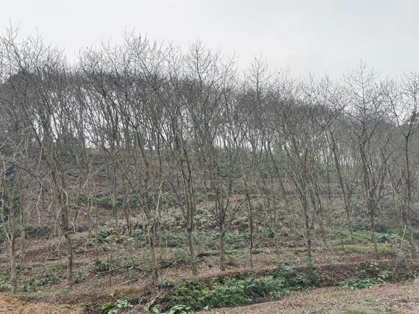 紅河地區(qū)（河口）橡膠樹(shù)物候.png