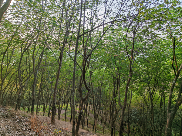 西雙版納地區(qū)（景洪）橡膠樹物候.png