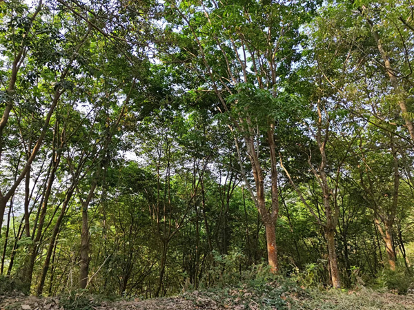 西雙版納地區(qū)（景洪）橡膠樹物候.png