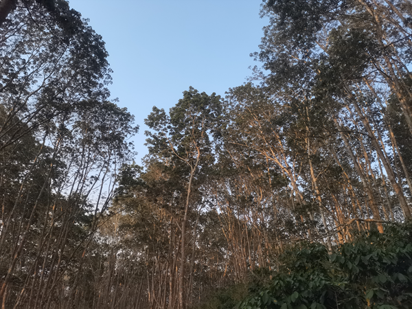 德宏地區(qū)（瑞麗）橡膠樹物候.png