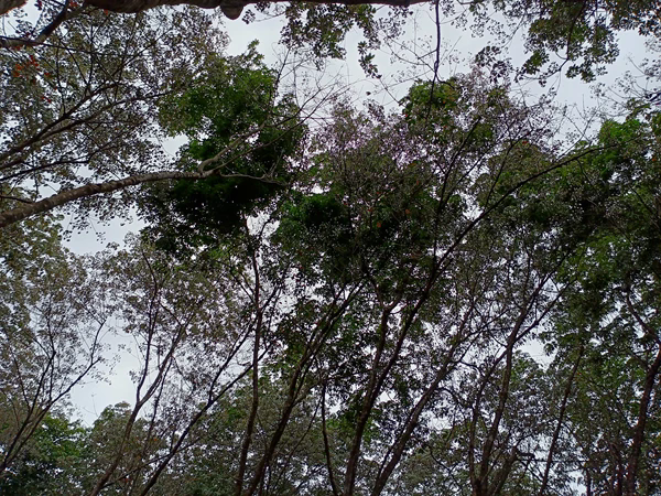 紅河地區(qū)（河口）橡膠樹物候.png