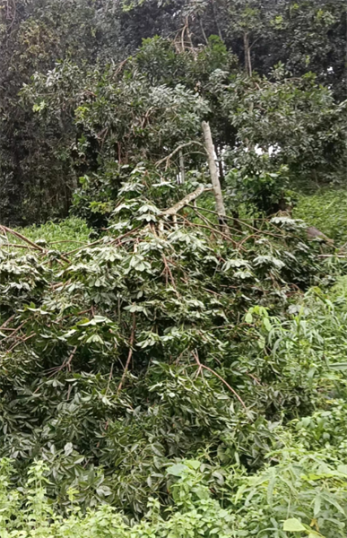 緬甸天然橡膠樹上未知蝽象暴發(fā)聚集一.png