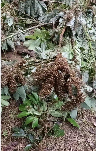 緬甸天然橡膠樹上未知蝽象暴發(fā)聚集二.png