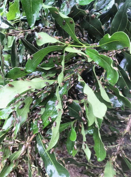 緬甸天然橡膠樹上未知蝽象暴發(fā)聚集七.png