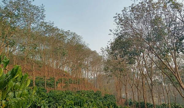 德宏地區(qū)（瑞麗）橡膠樹物候（云南省德宏熱科所供圖）.png