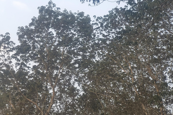德宏地區(qū)（瑞麗）橡膠樹物候（李金濤供圖）.png