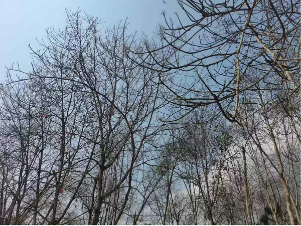 紅河地區(qū)（河口）橡膠樹物候（王樹明供圖）.png